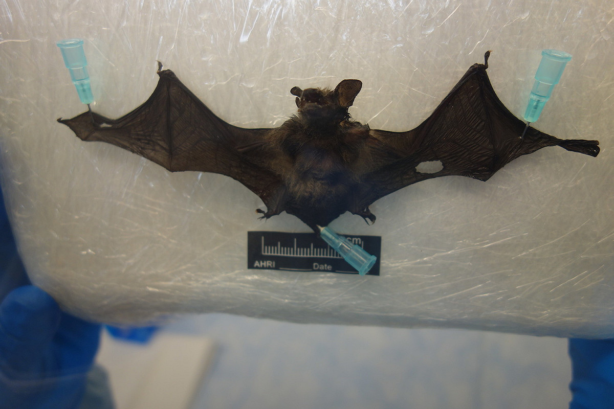 宜蘭縣大同鄉寒溪村附近拾獲1隻東亞家蝠 (Pipistrellus　abramus)，經檢驗診斷為臺灣蝙蝠麗沙病毒。 圖 : 防檢局/提供
