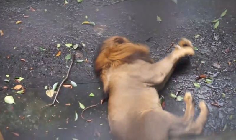 馬尼拉動物園的惡劣環境，在菲律賓早就是愛護動物團體關切的議題，最近有臉友張貼出一隻獅子疑似痙攣的影片，再次引發善待動物的呼聲。 圖：翻攝自 Mark Lee 臉書