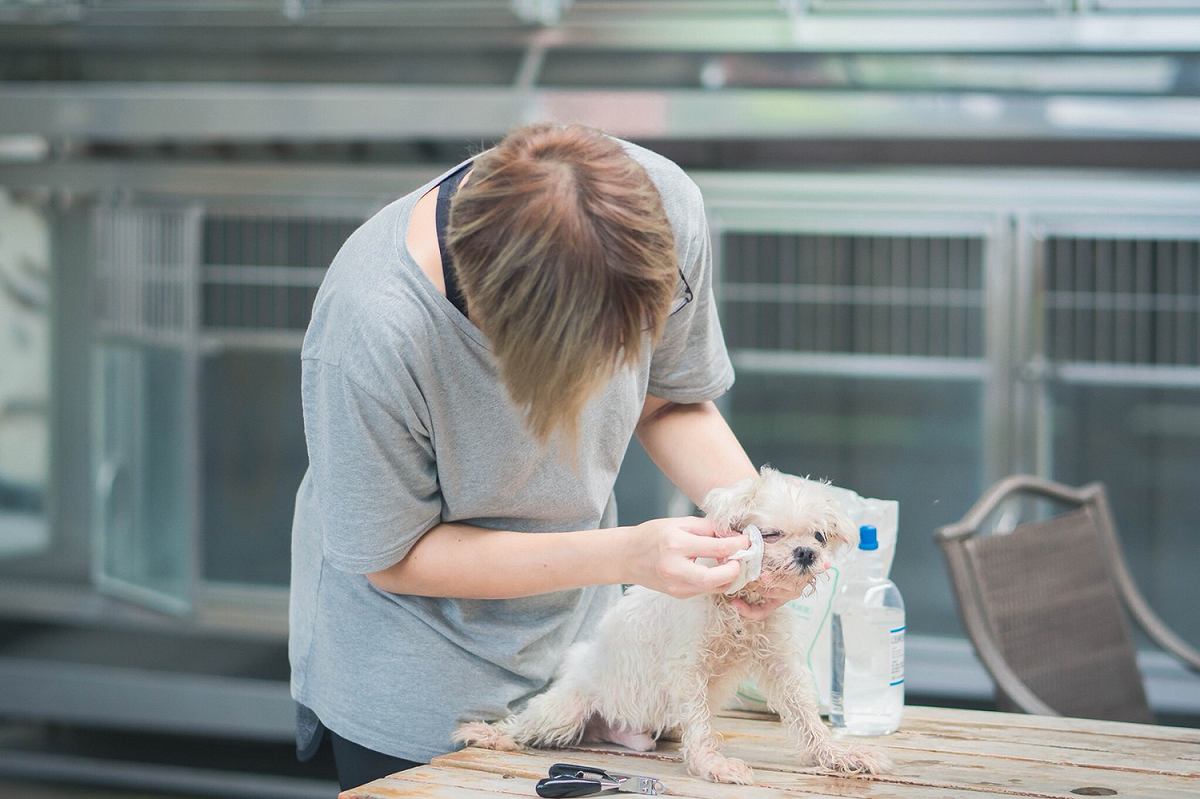 板橋動物之家動保員梁恩妮正為年邁老犬清理眼睛。 圖：新北市動保處/提供