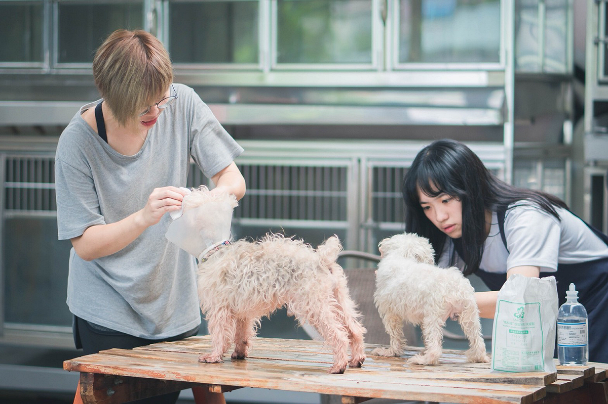 板橋動物之家動保員及志工正為年邁失智老犬洗澡及打理日常。 圖：新北市動保處/提供