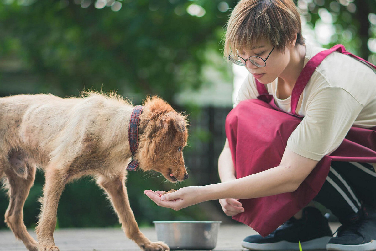 動保員梁恩妮正用愛心及耐心輔助老年犬隻吃飯。 圖：新北市動保處/提供