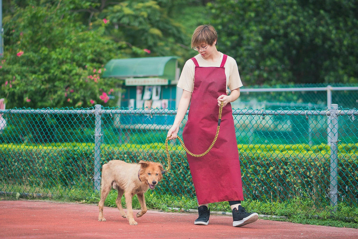 年邁失智老犬仍需要定時帶出籠散步曬太陽及與人互動，有助於減緩失智症惡化情形。 圖：新北市動保處/提供