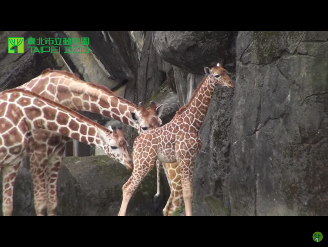 7歲的宵順民國101年1月18日出生在台北市立動物園，是「菊忠」跟「長宵」所生下的第6個孩子，5年多前經由借殖計畫移至台南學甲的頑皮世界野生動物園飼養。圖為宵順出生2個月後，體重已經107公斤，剛開始到展示場活動，和大家見面，留下這個珍貴的全家福鏡頭，如今隨著宵順的早逝已成追憶。 圖：翻攝自Youtube