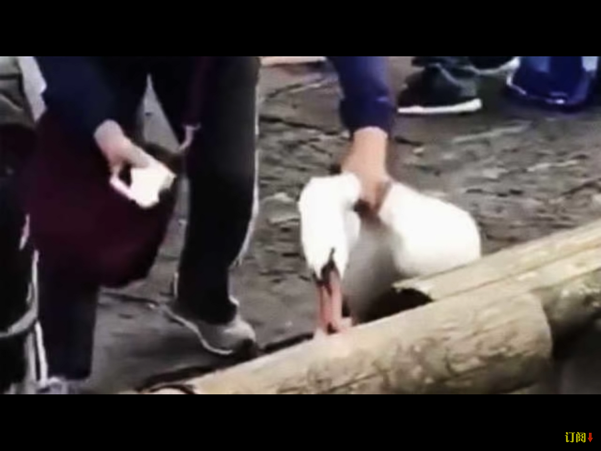 鏡頭中，兩位中年亞洲女性遊客正在一隻天鵝身前準備拍照。其中一位用紙鈔逗天鵝，做出投餵狀，另一位為其拍照。誰知天鵝本能啄食，一口搶走女遊客手中的紙鈔。這時，正在拍攝的「女漢子大媽」眼明手快，一把掐住天鵝脖子，「勇猛地」搶下天鵝銜着的鈔票。 圖：翻攝自Youtube