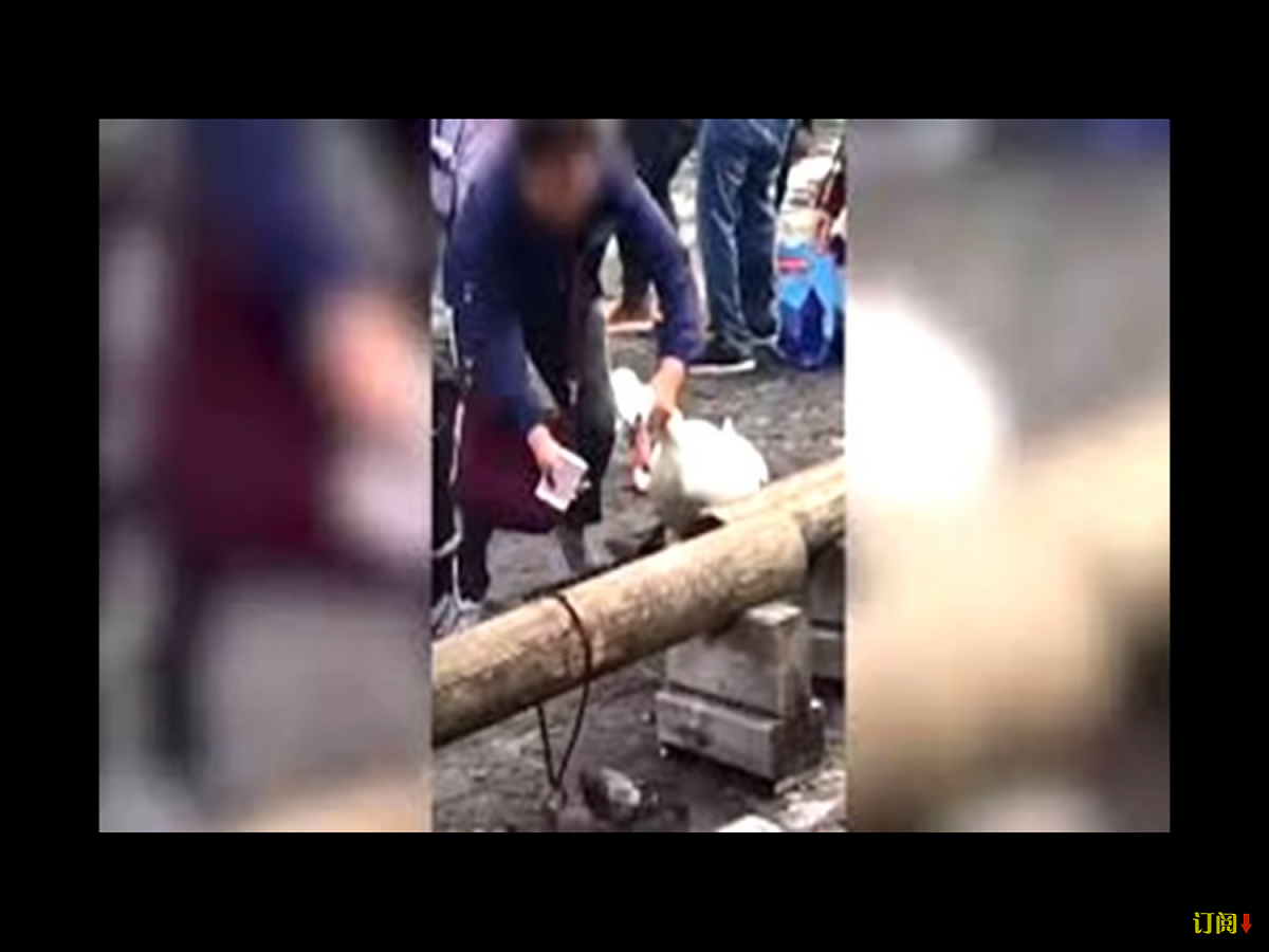 其中一位用紙鈔逗天鵝，做出投餵狀，另一位為其拍照。 圖：翻攝自Youtube