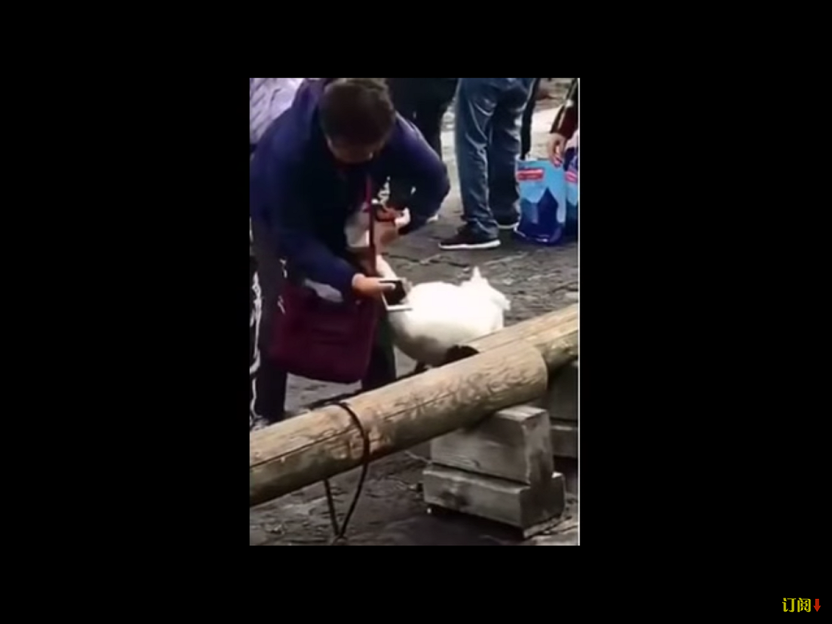誰知天鵝本能啄食，一口搶走女遊客手中的紙鈔。 圖：翻攝自Youtube