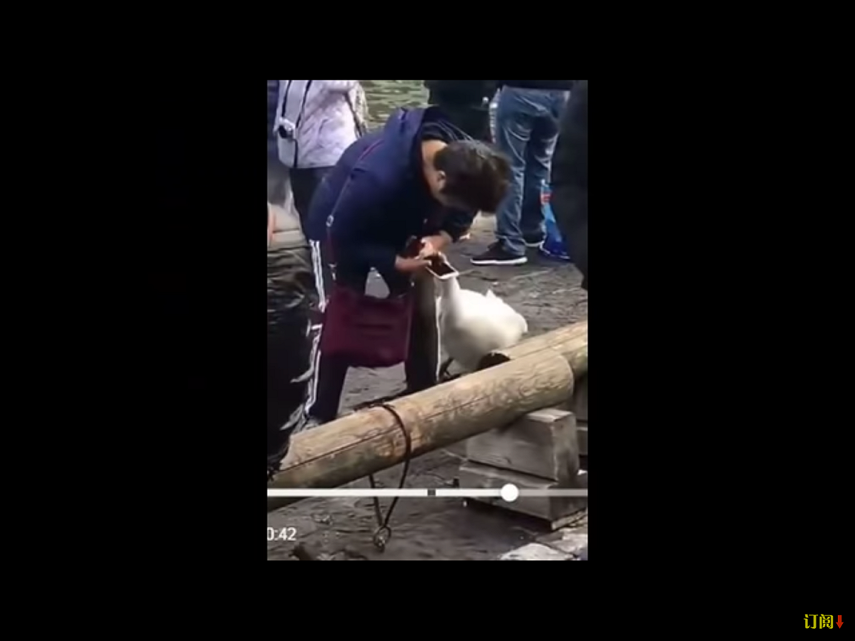 正在拍攝的「女漢子大媽」眼明手快，一把掐住天鵝脖子，「勇猛地」搶下天鵝銜着的鈔票。 圖：翻攝自Youtube