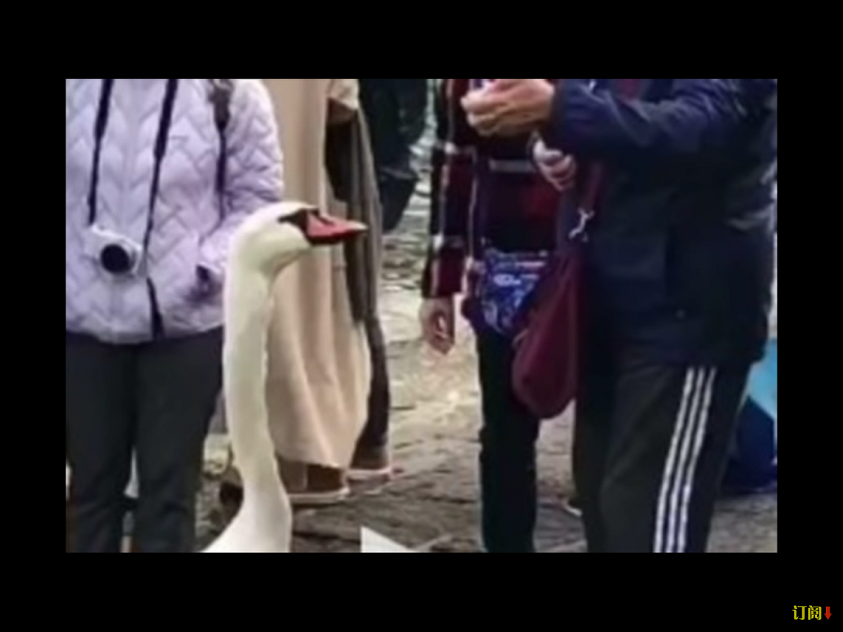 無辜的天鵝「劫鈔」不成，反而被中國大媽強力拉扯，似乎驚魂未定。 圖：翻攝自Youtube