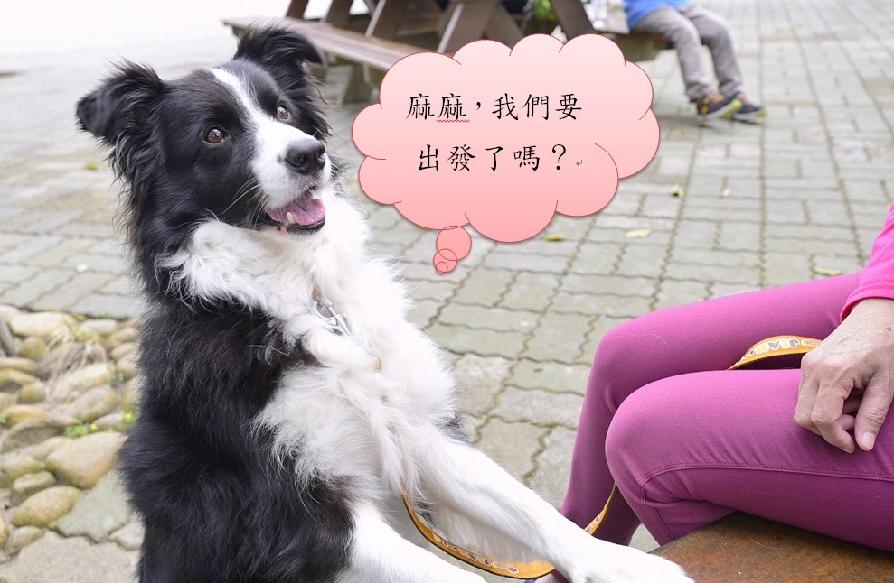 毛寶貝喜歡與媽媽出遊；新北動保處建議要來趟新北文化之旅                                      
 圖：新北市政府/提供