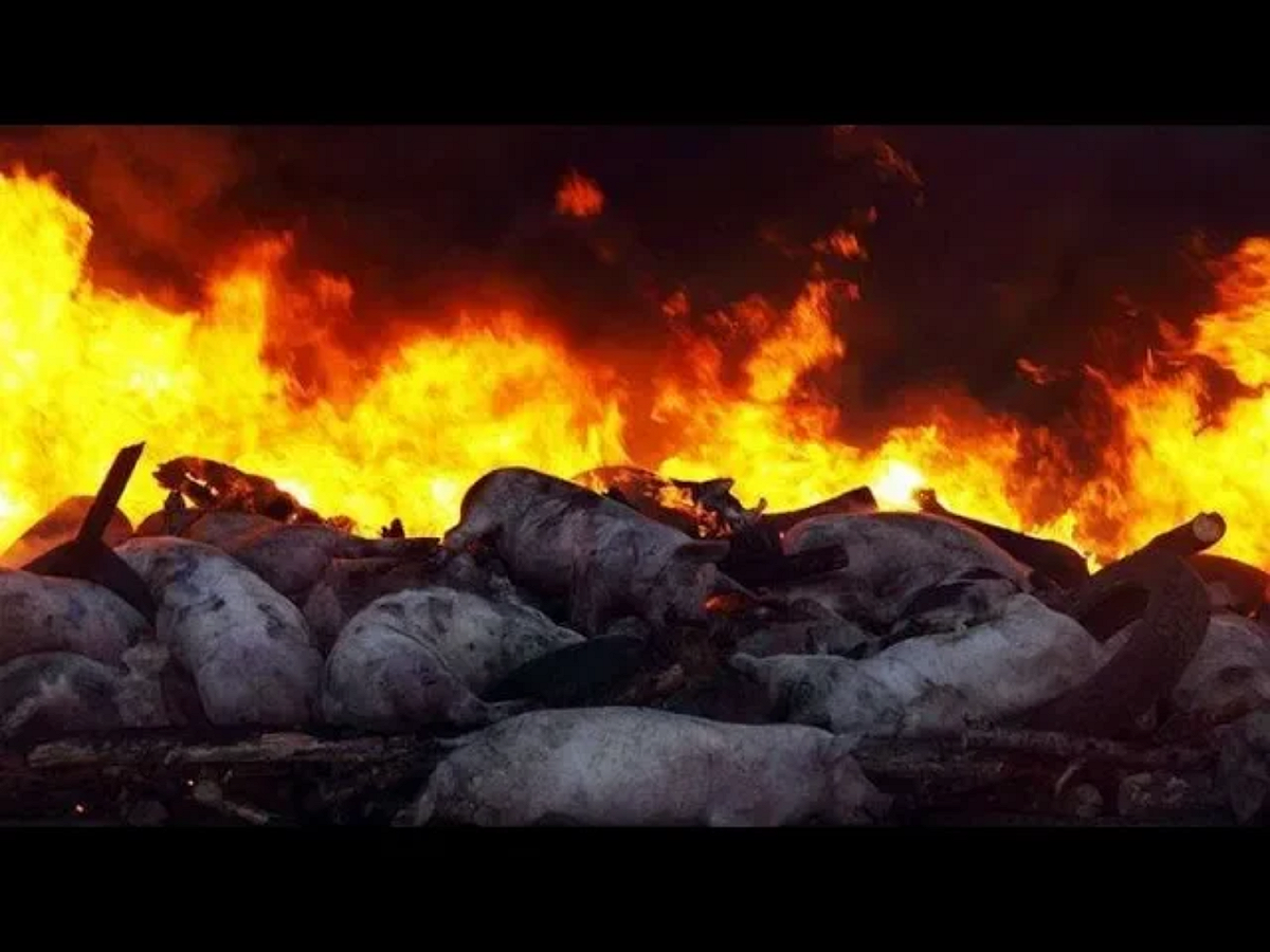 9月20日，公主嶺市南崴子鎮爆發非洲豬瘟疫情，吉林宣告淪陷，成為中國大陸第8個發生非洲豬瘟確診疫情的省分。 圖：翻攝自Youtube