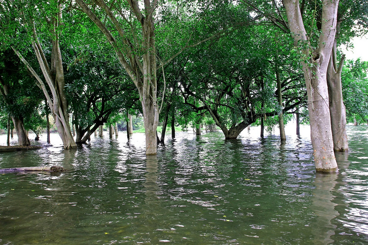 曾文水庫因823帶來的豪雨，出現水漾森林美景。 圖：嘉義縣觀光局/提供