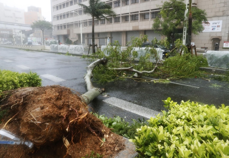 颱風潭美29日侵襲日本沖繩，帶來的狂風暴雨把路樹吹倒，也造成多人受傷。 圖/共同社提供