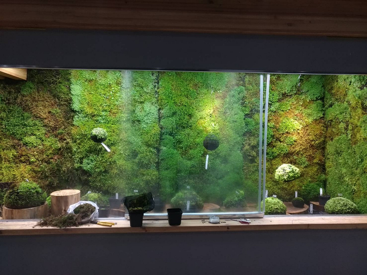 苔蘚植物在恆溫恆溼的環境下，呈現多樣亮麗的面貌。 圖：台中市政府/提供