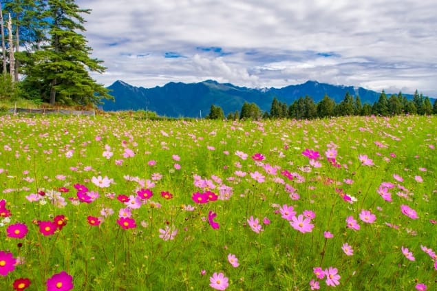 綻放美麗的波斯菊花海。 圖：福壽山農場／提供