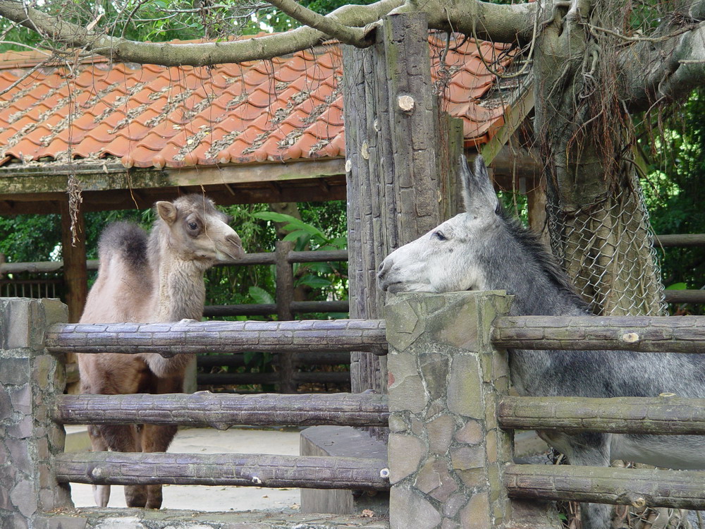 台北市立動物園今（2）日中午12時左右發生工作人員遭駱駝咬傷意外。 圖：翻攝台北市立動物園網站資料圖片