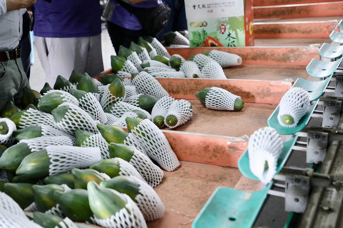 陳其邁承諾將輔導農民建立產銷履歷，將美濃的好木瓜外銷到先進國家的高端市場。 圖/陳其邁選辦