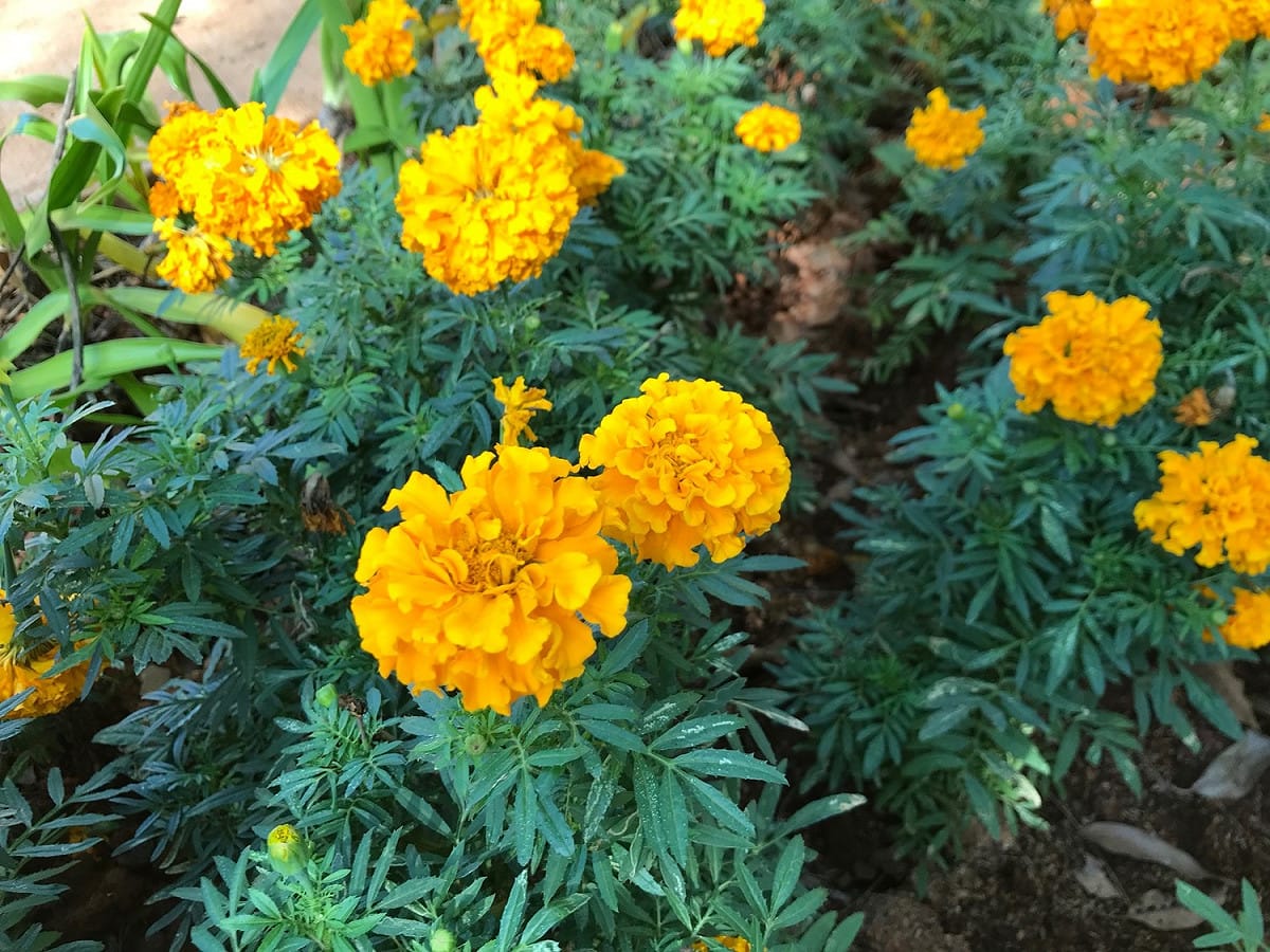 萬壽菊為製作花環常使用的花材，在魯凱族文化中英勇善戰的勇士才可以配戴，象徵著榮耀。 圖：台中市政府／提供