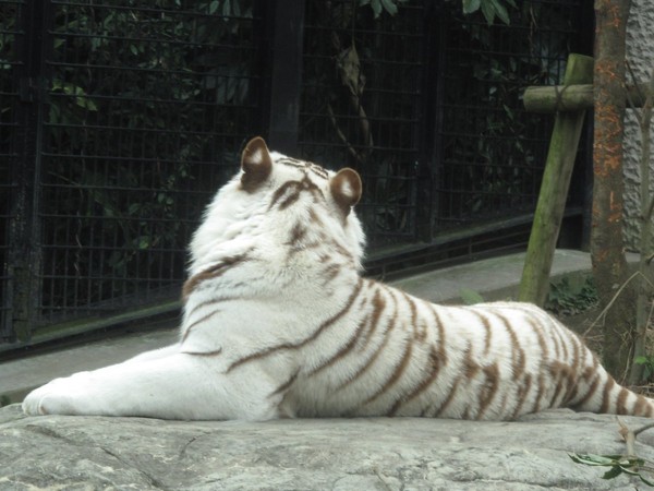 平川動物公園經常在推特上PO出白老虎一家的照片。

 圖：翻攝平川動物公園IG