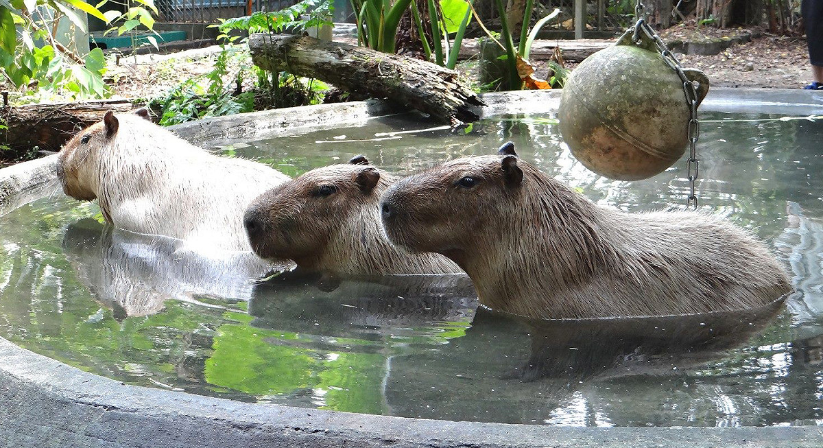 水豚的英文名字叫做「capybara」，在拉丁文裡意指為「水中的豬」。 圖：台北市立動物園／提供