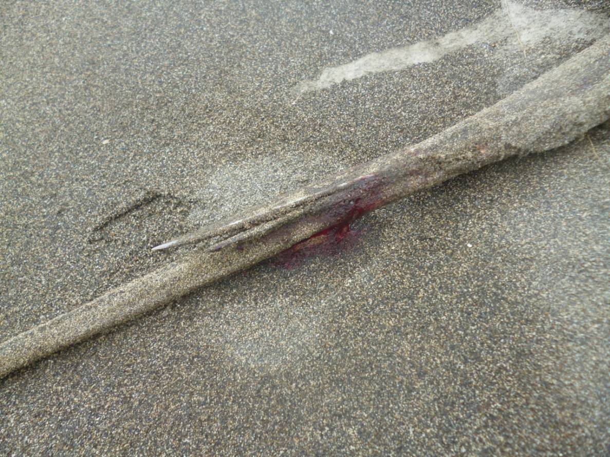 警方在呂男陳屍處附近發現的死亡魟魚尾刺有明顯血跡。 圖：大園分局潮音派出所／提供