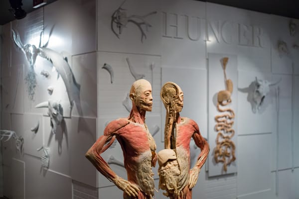 全世界巡迴展出的「真實人體展」，被爆標本來源來自中國死囚，引起爭議，目前在瑞士洛桑市展覽喊卡。 圖：翻攝「真實人體展」官網