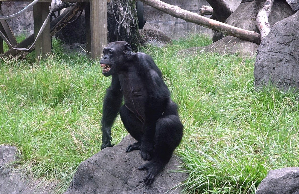 母黑猩猩「阿美」今年49歲，是臺北市立動物園目前照養年齡最長的個體。 圖：台北市立動物園／提供