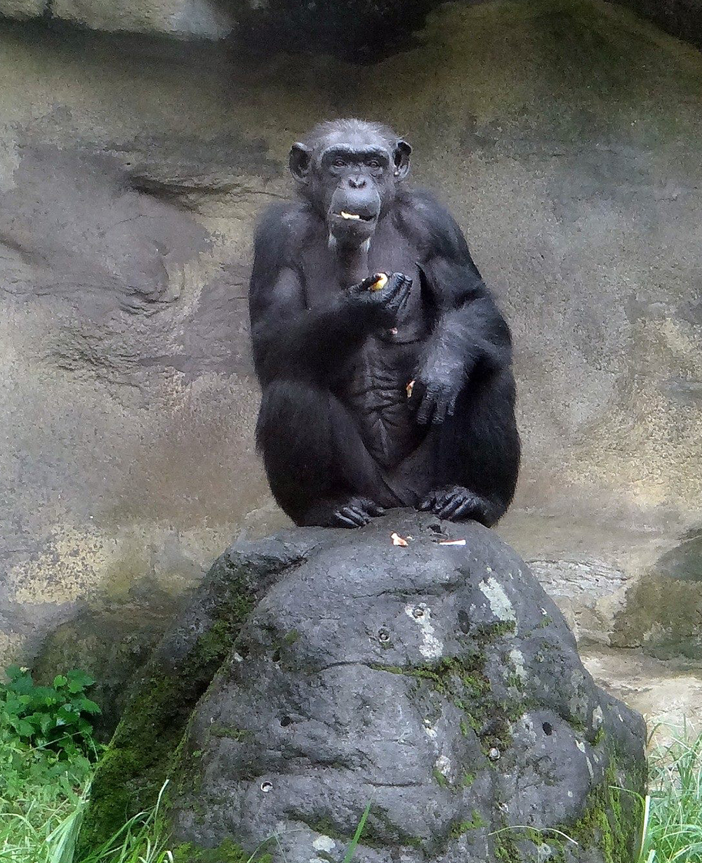 阿美不僅具備熟練的生活技能也見多識廣。 圖：台北市立動物園／提供