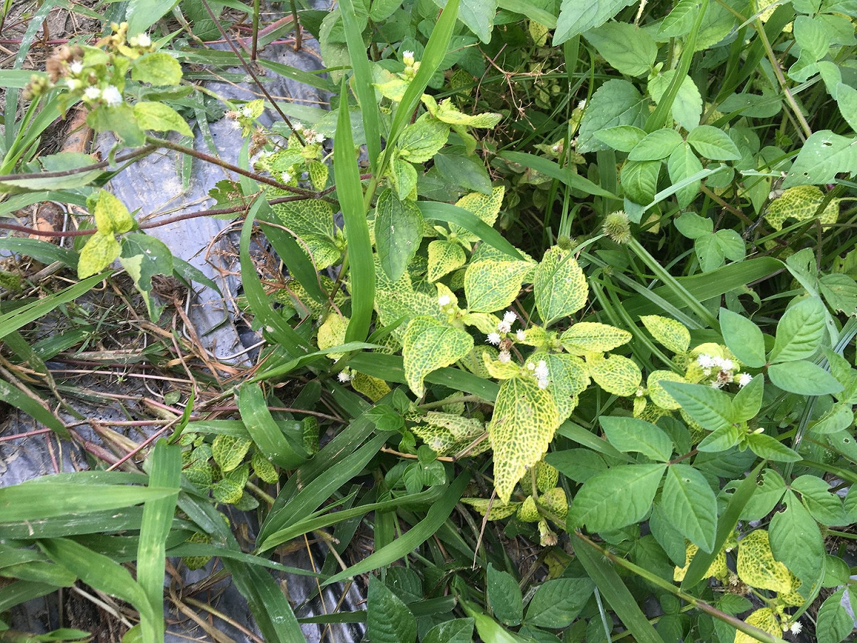 霍香薊黃脈病毒常感染田間霍香薊等雜草，形成葉脈黃化病徵，農委會提醒，應注意田間衛生一併清除。 圖：行政院農業委員會/提供