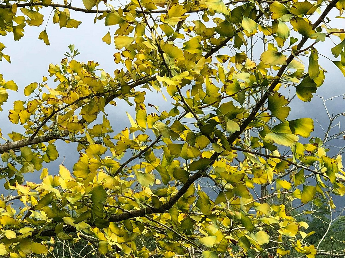 銀杏樹為中型落葉喬木，可以長到20-35米高，有著較為銷瘦的樹冠，枝杈有些不規則。 圖：截自武岫農圃粉絲專頁