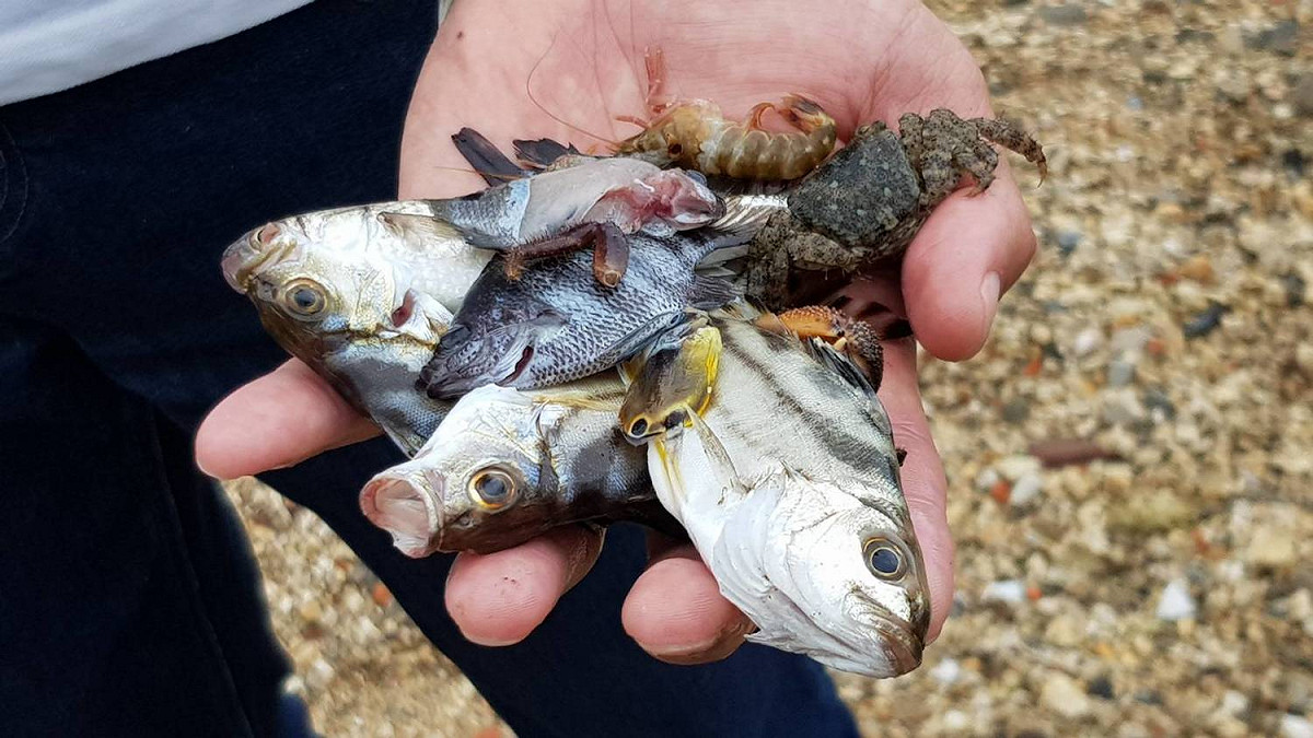 基隆長潭里平浪橋下方潮間帶發現數量可觀之斃死魚苗群。 圖 : 基隆市政府/提供