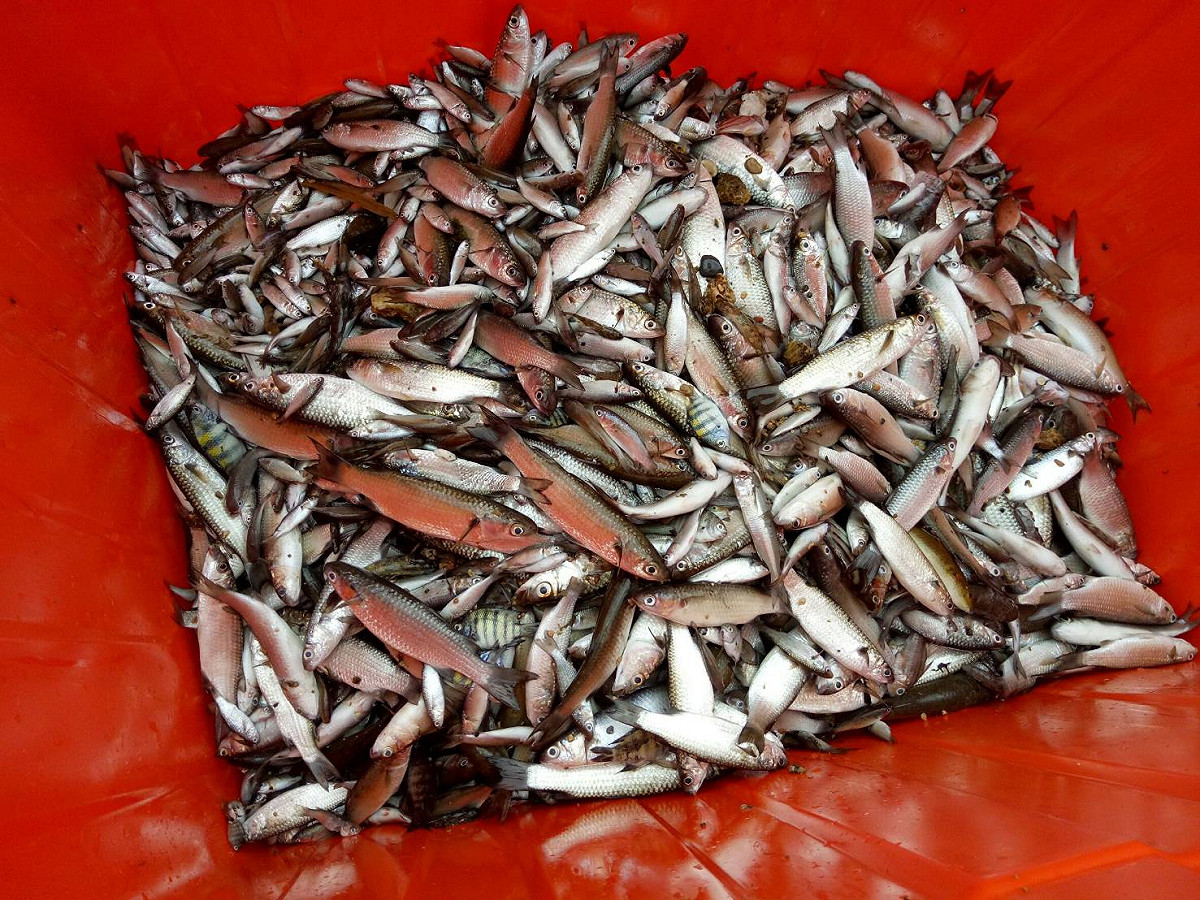 暴斃的魚體。 圖 : 基隆市政府/提供