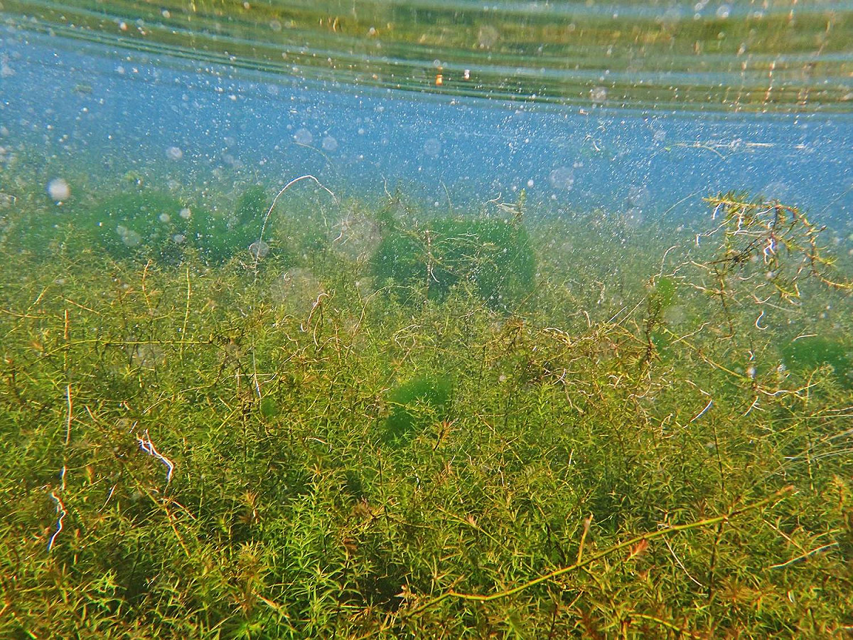 水王孫 圖：行政院農業委員會/提供