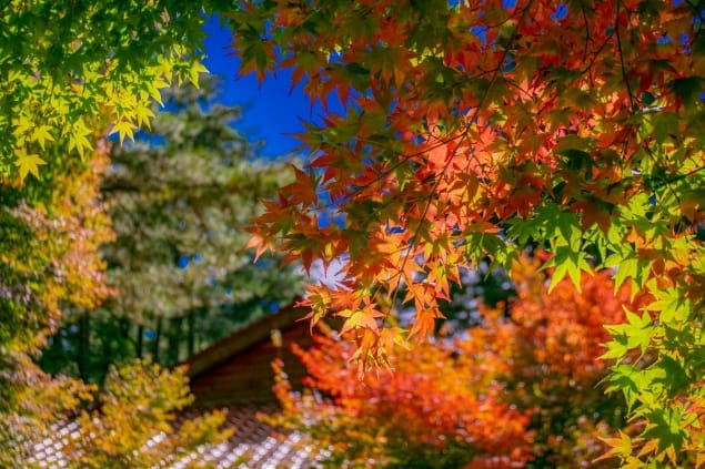 松廬的楓紅是慢慢紅，所以可以同時看到紅的、黃的、橙的、紫的、綠的，五彩繽紛的楓葉。 圖：福壽山農場／提供