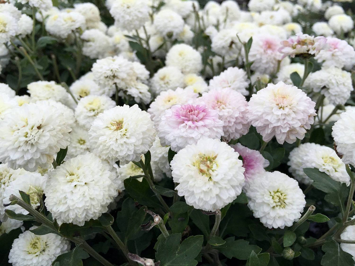 每年11月杭菊花開的時候，在銅鑼鄉九湖台地的杭菊花圃，整片雪白花景，宛如田間鋪上一層積雪。 圖：截自花現銅鑼粉絲專頁