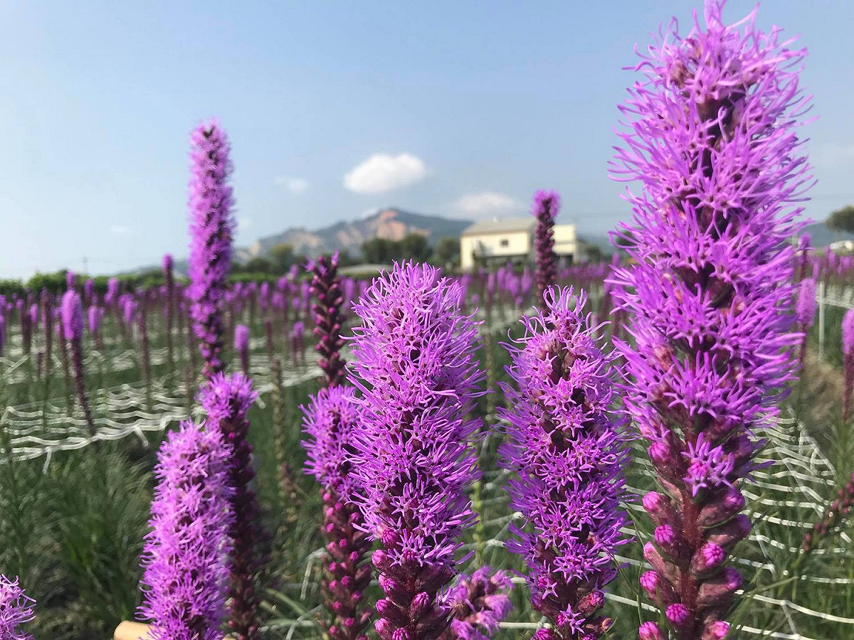 園區內的麒麟菊。 圖：截自台中中社觀光花市臉書