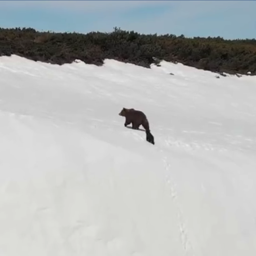 今年6月，在俄羅斯馬加丹地區（Magadan）皚皚雪山上，一對熊母子正在陡峭的岩壁上移動。 圖：翻攝自NTD Television