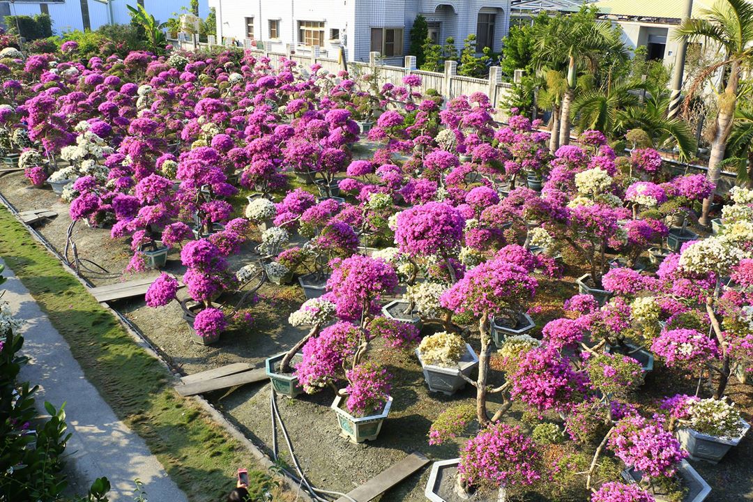 輝豐園藝九重葛花海。 圖：截自輝豐園藝臉書
