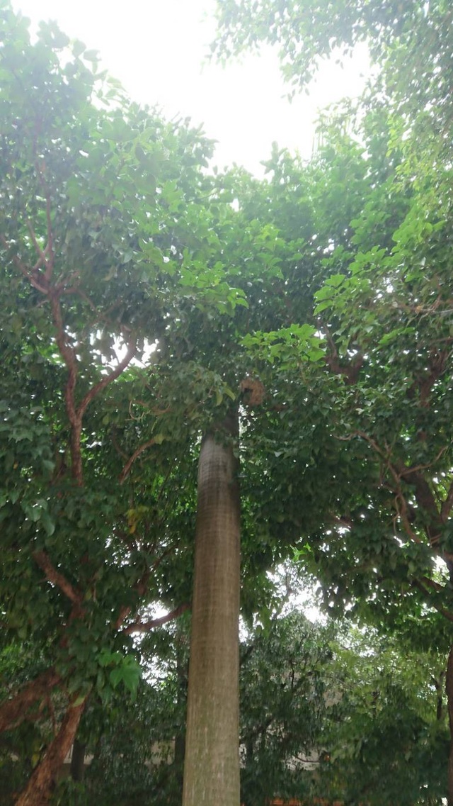 古亭國小發生蜂螫人意外，5名男童在操場上被蜂螫傷。 圖：北市消防局提供