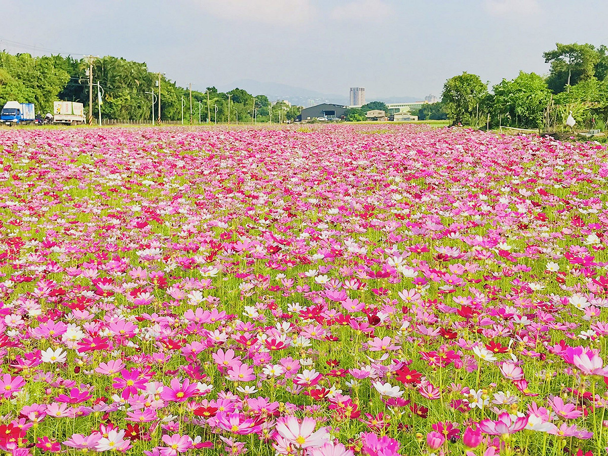 關渡平原花海。 圖：台北市政府工務局／提供