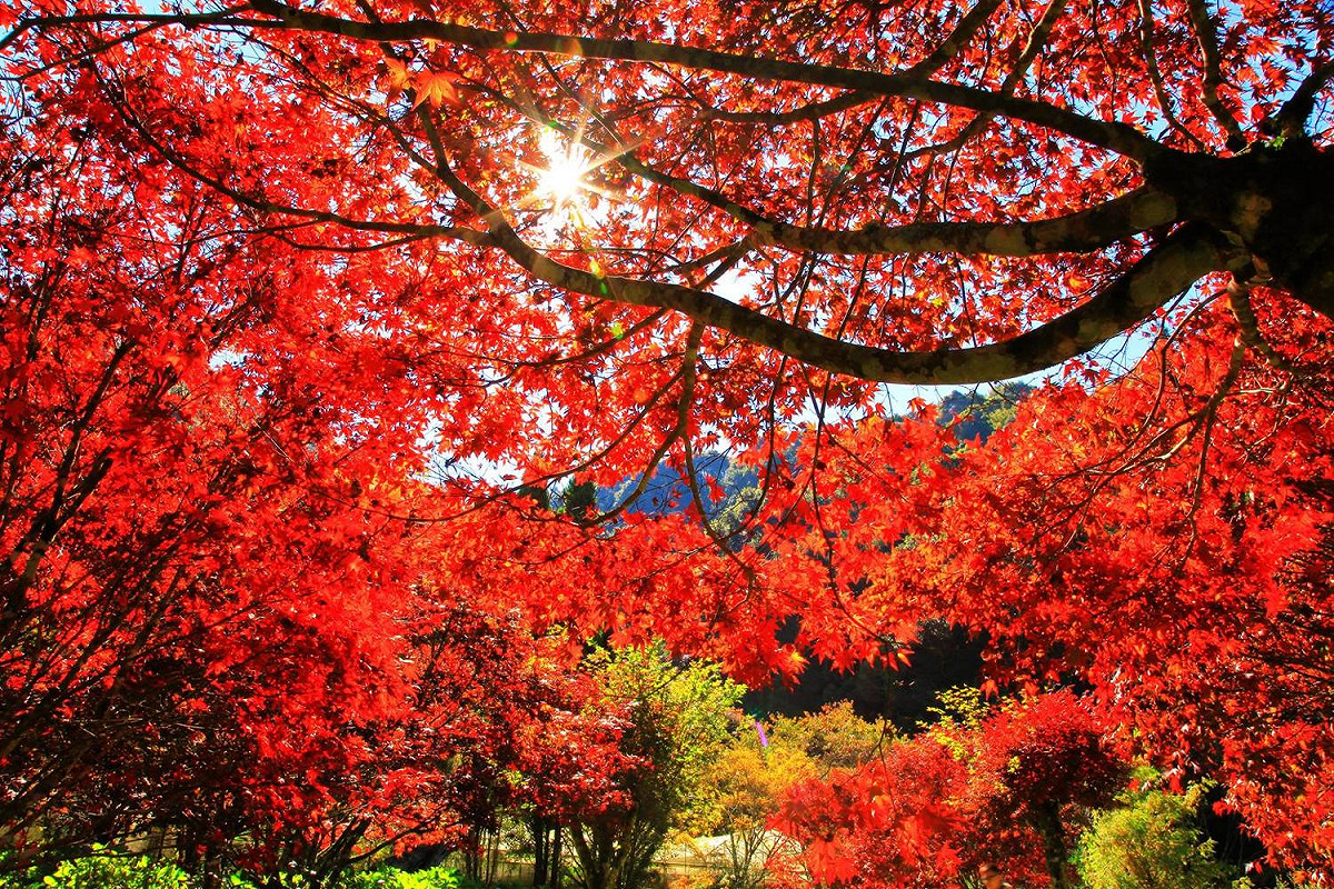 杉林溪森林生態園區內的紅楓。 圖：截自愛上杉林溪粉絲專頁