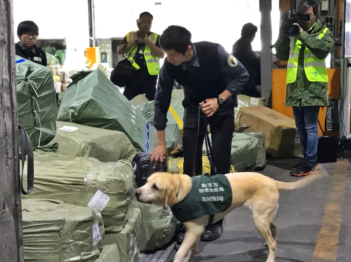 檢疫犬偵測快遞貨物 圖：行政院農業委員會動植物防疫檢疫局/提供