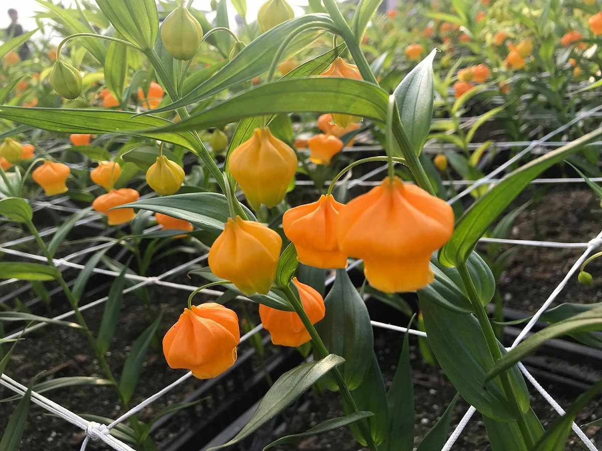 中社觀光花市的宮燈百合。 圖：截自中社觀光花市臉書
