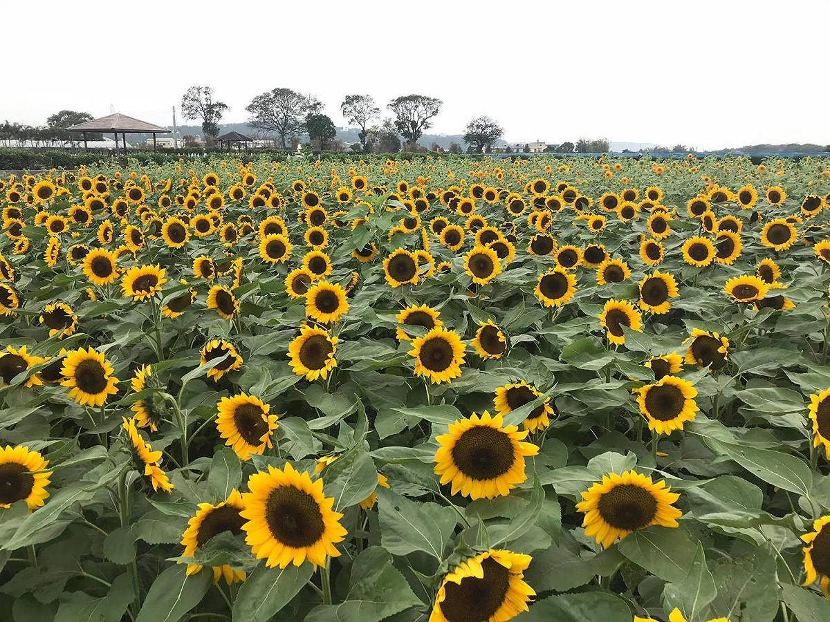 中社觀光花市的向日葵。 圖：截自中社觀光花市臉書