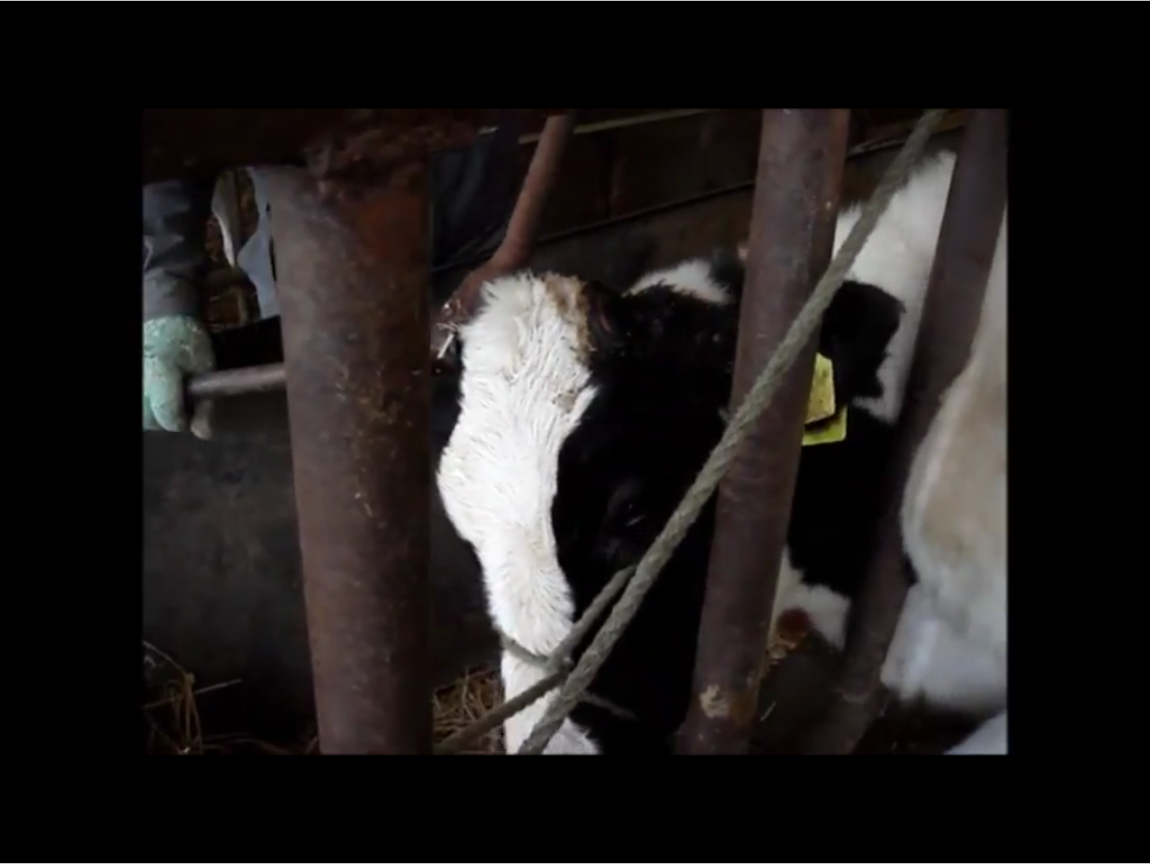 瑞士乳牛是國家象徵，吸引許多觀光客。全國有3/4乳牛遭除去牛角，或基因改造成無角牛。 圖：翻攝自Youtube