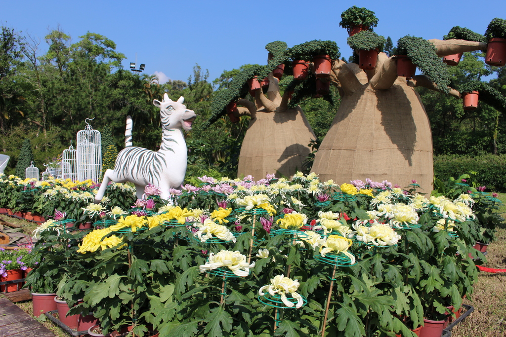 以懸崖菊、大立菊、造型菊精彩呈現「馬達加斯加」的景色。 圖：截自士林官邸旅客臉書