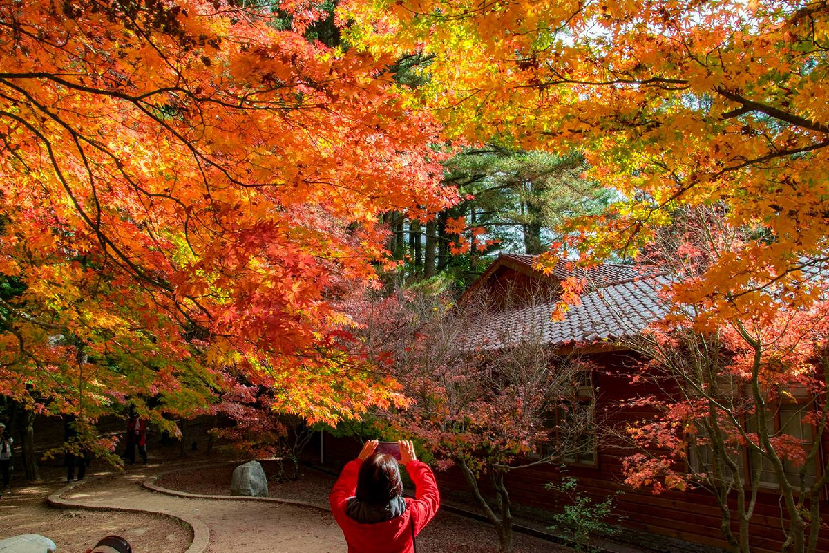福壽山農場楓紅美景。 圖：截自福壽山農場臉書