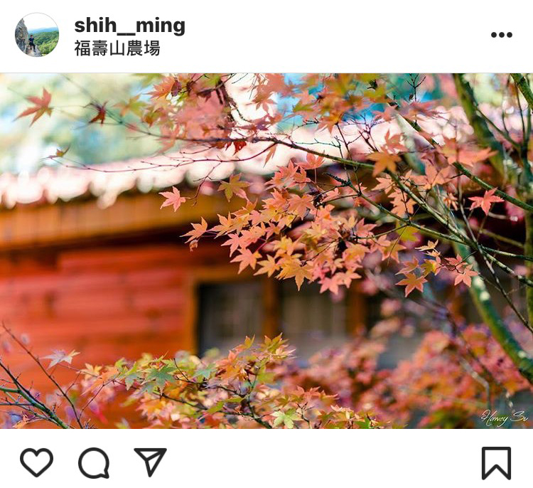 「福壽山農場」的楓葉十分美麗。 圖：翻攝自instrgram／shih__ming 開放權限
