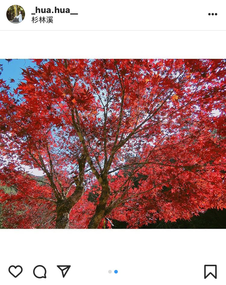 「杉林溪森林遊樂園區」的楓紅，拍起來的效果十分吸睛。 圖：翻攝自instrgram／_hua.hua__ 開放權限