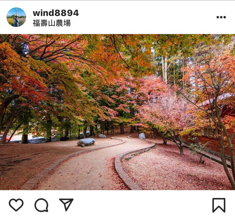 走在「福壽山農場」的楓葉小徑，令人感到心曠神怡。 圖：翻攝自instrgram／wind8894 開放權限