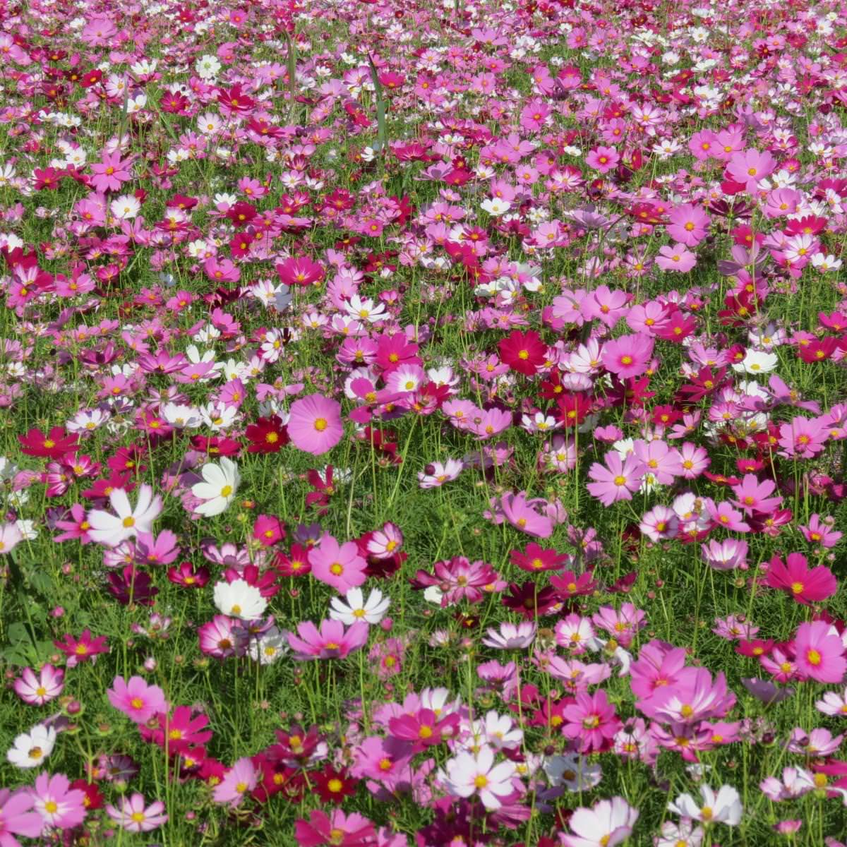 新社花海大片散播區的「大波斯菊 」花海，花語是「真心與愛情」。 圖：農委會種苗場／提供
